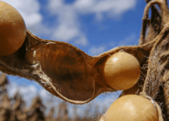 Dados da American Farm Bureau Federation mostram que o Brasil se torna o maior exportador de soja para a China em 2025, enquanto os EUA perdem espaço no mercado asiático.