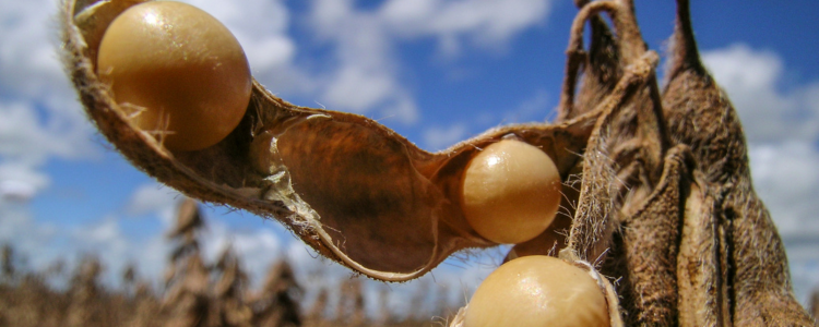 Dados da American Farm Bureau Federation mostram que o Brasil se torna o maior exportador de soja para a China em 2025, enquanto os EUA perdem espaço no mercado asiático.