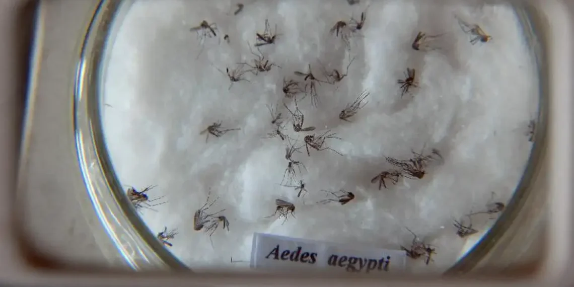Instituto Butantan e universidades internacionais criam nova nomenclatura para o vírus da dengue, que pode aprimorar a vigilância genômica e a eficácia das vacinas.
