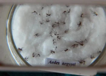 Instituto Butantan e universidades internacionais criam nova nomenclatura para o vírus da dengue, que pode aprimorar a vigilância genômica e a eficácia das vacinas.
