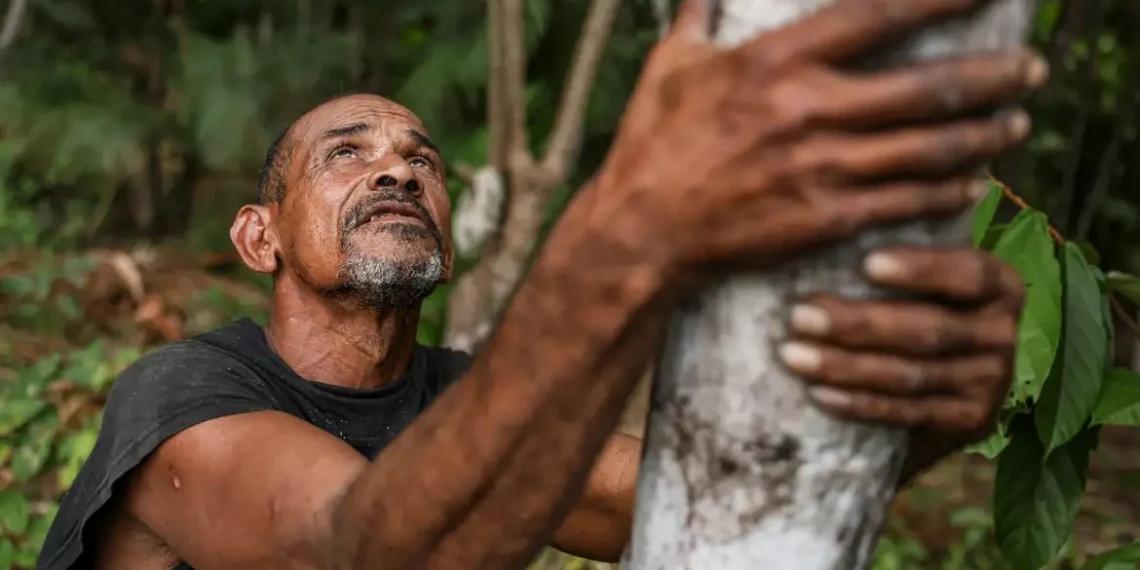 Agricultores da Ilha de Marajó adotam sistema agroflorestal que substitui queimadas por reflorestamento, aumenta a renda com o cultivo de açaí e fortalece a sustentabilidade local.