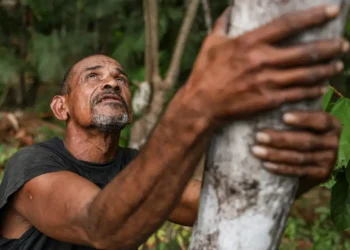 Agricultores da Ilha de Marajó adotam sistema agroflorestal que substitui queimadas por reflorestamento, aumenta a renda com o cultivo de açaí e fortalece a sustentabilidade local.