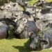 Na Ilha de Marajó, búfalos são símbolo cultural e econômico. Entre turismo, produção de queijo artesanal e novos empreendedores, a tradição local se mantém viva e sustentável.