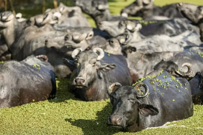 Na Ilha de Marajó, búfalos são símbolo cultural e econômico. Entre turismo, produção de queijo artesanal e novos empreendedores, a tradição local se mantém viva e sustentável.