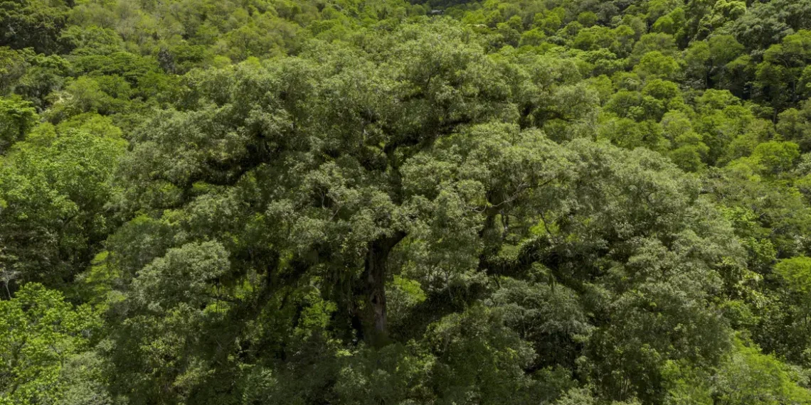Em 40 anos, a Mata Atlântica perdeu 2,4 milhões de hectares de floresta. Agricultura, silvicultura e urbanização seguem impulsionando o desmatamento, segundo o MapBiomas.