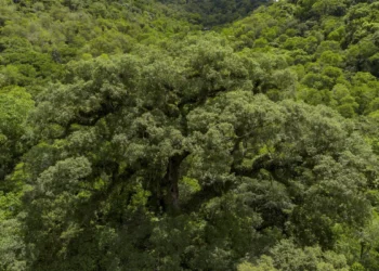 Em 40 anos, a Mata Atlântica perdeu 2,4 milhões de hectares de floresta. Agricultura, silvicultura e urbanização seguem impulsionando o desmatamento, segundo o MapBiomas.