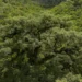 Em 40 anos, a Mata Atlântica perdeu 2,4 milhões de hectares de floresta. Agricultura, silvicultura e urbanização seguem impulsionando o desmatamento, segundo o MapBiomas.
