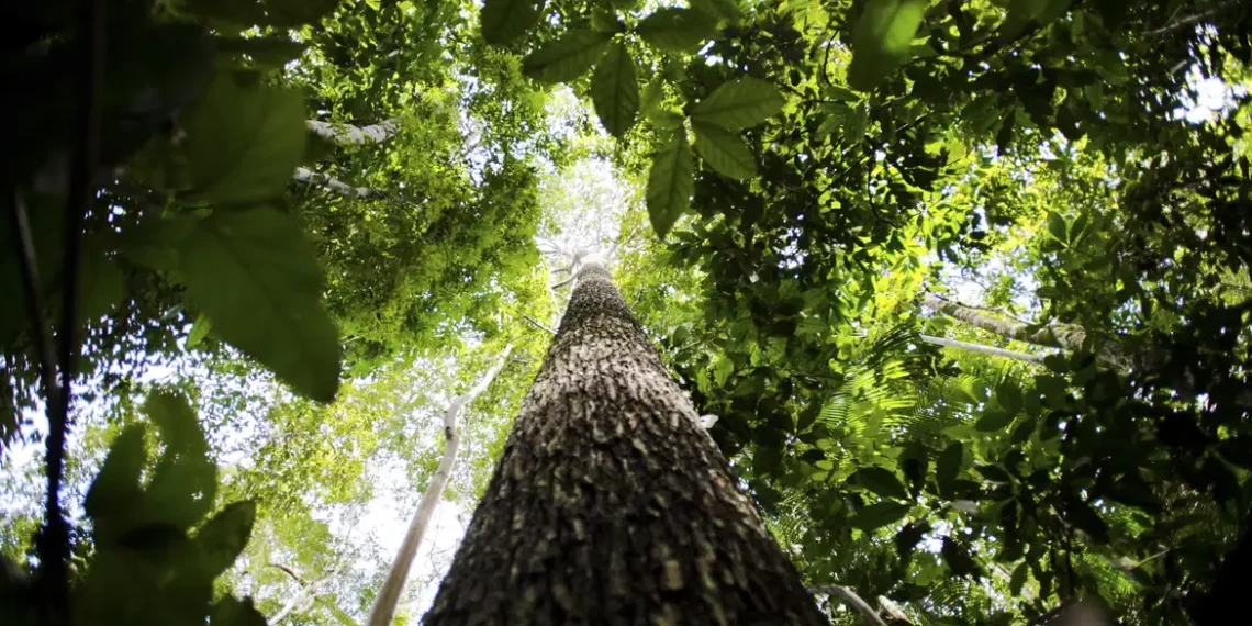 Empresas e cooperativas poderão escolher o método de certificação de créditos de carbono em florestas públicas, segundo decreto do governo Lula.