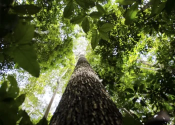 Empresas e cooperativas poderão escolher o método de certificação de créditos de carbono em florestas públicas, segundo decreto do governo Lula.