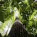 Empresas e cooperativas poderão escolher o método de certificação de créditos de carbono em florestas públicas, segundo decreto do governo Lula.
