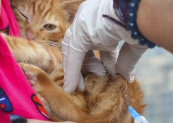 Vitória realiza último dia da Campanha de Vacinação Antirrábica neste sábado. Todos os cães e gatos a partir de três meses devem ser vacinados gratuitamente.