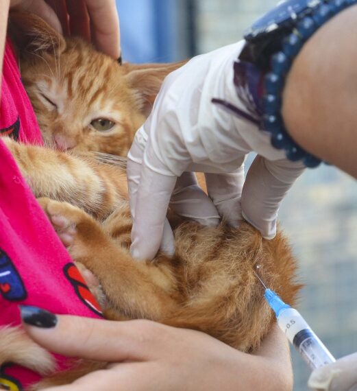 Vitória realiza último dia da Campanha de Vacinação Antirrábica neste sábado. Todos os cães e gatos a partir de três meses devem ser vacinados gratuitamente.