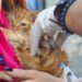 Vitória realiza último dia da Campanha de Vacinação Antirrábica neste sábado. Todos os cães e gatos a partir de três meses devem ser vacinados gratuitamente.