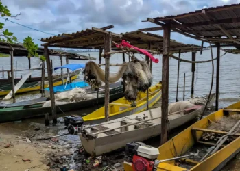 Período de defeso da piracema proíbe pesca comercial até janeiro de 2026 para garantir reprodução dos peixes. Pescadores têm direito ao seguro-defeso e devem seguir novas regras de fiscalização.