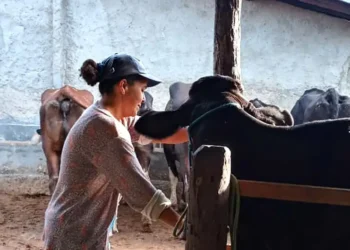 No Dia Internacional das Mulheres Rurais, ONU e Governo do Brasil destacam a importância das trabalhadoras do campo e reforçam políticas de igualdade, crédito e sustentabilidade.
