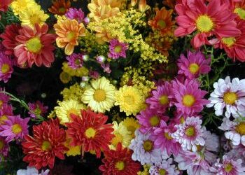 Pesquisa do Procon Vitória mostra variação de até 400% nos preços de flores e velas para o Dia de Finados. Órgão orienta consumidores a comparar preços e adotar consumo consciente.