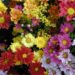 Pesquisa do Procon Vitória mostra variação de até 400% nos preços de flores e velas para o Dia de Finados. Órgão orienta consumidores a comparar preços e adotar consumo consciente.