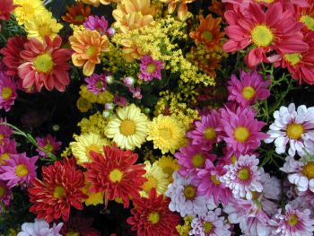 Pesquisa do Procon Vitória mostra variação de até 400% nos preços de flores e velas para o Dia de Finados. Órgão orienta consumidores a comparar preços e adotar consumo consciente.