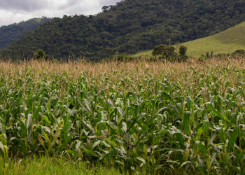 Safra de grãos do Brasil deve atingir 341,9 milhões de toneladas em 2025, novo recorde histórico segundo o IBGE. Soja e milho lideram com alta produção e clima favorável impulsiona resultado.