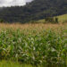 Safra de grãos do Brasil deve atingir 341,9 milhões de toneladas em 2025, novo recorde histórico segundo o IBGE. Soja e milho lideram com alta produção e clima favorável impulsiona resultado.
