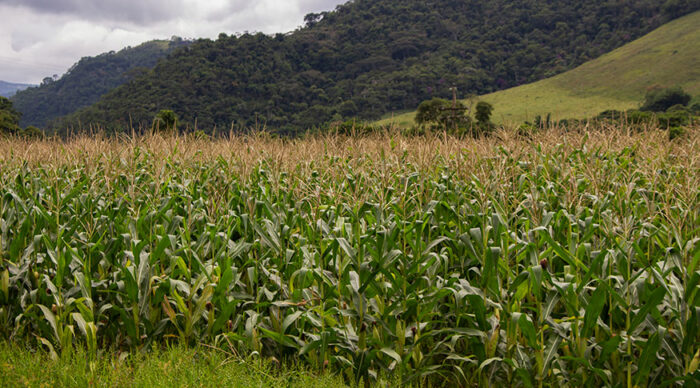 Safra de grãos do Brasil deve atingir 341,9 milhões de toneladas em 2025, novo recorde histórico segundo o IBGE. Soja e milho lideram com alta produção e clima favorável impulsiona resultado.