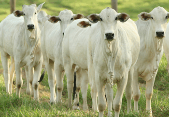 Brasil celebra o Dia Nacional da Pecuária destacando crescimento, sustentabilidade, bem-estar animal e recorde de exportações de carnes.