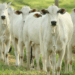 Brasil celebra o Dia Nacional da Pecuária destacando crescimento, sustentabilidade, bem-estar animal e recorde de exportações de carnes.