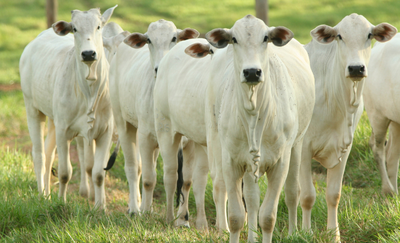 Brasil celebra o Dia Nacional da Pecuária destacando crescimento, sustentabilidade, bem-estar animal e recorde de exportações de carnes.