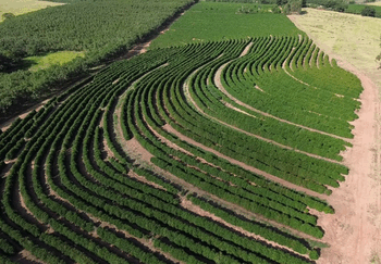 O Café da Nova Alta Paulista, no oeste de São Paulo, recebe o selo de Indicação Geográfica. O reconhecimento do Inpi abrange 30 municípios e valoriza a produção regional de café.