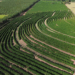 O Café da Nova Alta Paulista, no oeste de São Paulo, recebe o selo de Indicação Geográfica. O reconhecimento do Inpi abrange 30 municípios e valoriza a produção regional de café.
