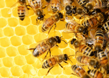 Vagalumes desaparecem e cientistas alertam para impacto nas cidades e no campo