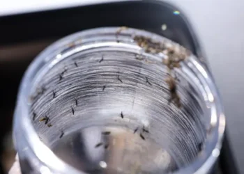 Ministério da Saúde realiza Dia D contra a dengue no sábado (8) e reforça ações de prevenção enquanto avança na produção da vacina brasileira.
