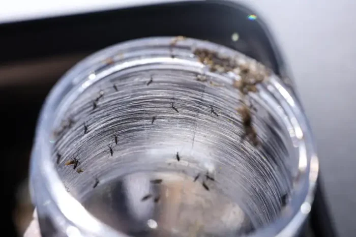 Ministério da Saúde realiza Dia D contra a dengue no sábado (8) e reforça ações de prevenção enquanto avança na produção da vacina brasileira.
