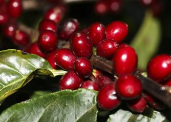 Meta descrição: Exportações de café do Brasil caem 20,3% em volume, mas receita cresce 27,6% com preços internacionais mais altos. Alemanha, Itália e EUA lideram as compras em 2025.