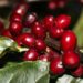 Meta descrição: Exportações de café do Brasil caem 20,3% em volume, mas receita cresce 27,6% com preços internacionais mais altos. Alemanha, Itália e EUA lideram as compras em 2025.