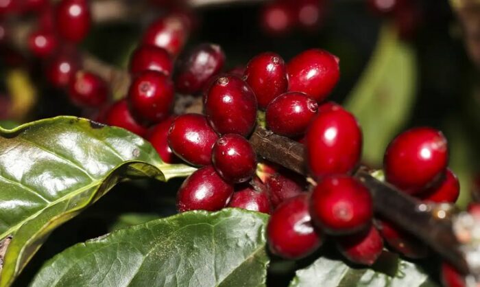Meta descrição: Exportações de café do Brasil caem 20,3% em volume, mas receita cresce 27,6% com preços internacionais mais altos. Alemanha, Itália e EUA lideram as compras em 2025.