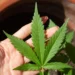 STJ adia para 31 de março de 2025 o prazo para União e Anvisa regulamentarem importação de sementes, cultivo e industrialização de cannabis com baixo teor de THC. Decisão ocorre após pedido da AGU e envolve processo estrutural de alta complexidade.