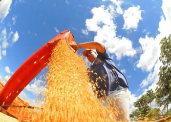 O IBGE projeta queda de 3,7% na safra brasileira de grãos em 2026, totalizando 332,7 milhões de toneladas. Fenômeno La Niña e preços menores devem impactar milho, arroz e algodão, enquanto soja deve crescer.