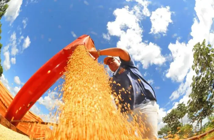 O IBGE projeta queda de 3,7% na safra brasileira de grãos em 2026, totalizando 332,7 milhões de toneladas. Fenômeno La Niña e preços menores devem impactar milho, arroz e algodão, enquanto soja deve crescer.