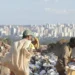 Estudo produzido por jovens em regiões vulneráveis do DF destaca o racismo estrutural como marcador das desigualdades no acesso a serviços básicos como saúde, educação, transporte e saneamento.