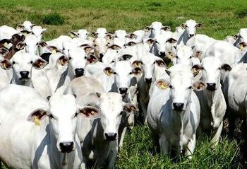 Documentário “World Without Cows” é apresentado na COP 30 e traz depoimentos de pecuaristas do Brasil e de outros países, discutindo o papel econômico, cultural e ambiental da atividade pecuária no mundo.
