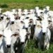Documentário “World Without Cows” é apresentado na COP 30 e traz depoimentos de pecuaristas do Brasil e de outros países, discutindo o papel econômico, cultural e ambiental da atividade pecuária no mundo.