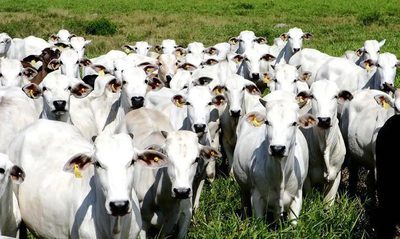 Documentário “World Without Cows” é apresentado na COP 30 e traz depoimentos de pecuaristas do Brasil e de outros países, discutindo o papel econômico, cultural e ambiental da atividade pecuária no mundo.