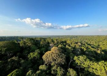 Desmatamento em unidades de conservação da Amazônia cai 74%, menor índice desde 2008. Governo Lula reforça compromisso com meta de desmatamento zero até 2030.