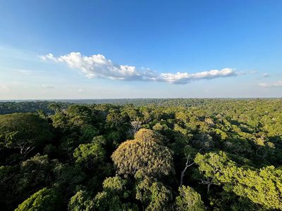 Desmatamento em unidades de conservação da Amazônia cai 74%, menor índice desde 2008. Governo Lula reforça compromisso com meta de desmatamento zero até 2030.