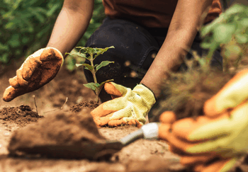 O Ministério da Agricultura levará quatro planos estratégicos à COP 30, em Belém, com foco em agricultura de baixa emissão de carbono, restauração de terras degradadas, uso racional de fertilizantes e produção pecuária sustentável.