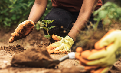 O Ministério da Agricultura levará quatro planos estratégicos à COP 30, em Belém, com foco em agricultura de baixa emissão de carbono, restauração de terras degradadas, uso racional de fertilizantes e produção pecuária sustentável.