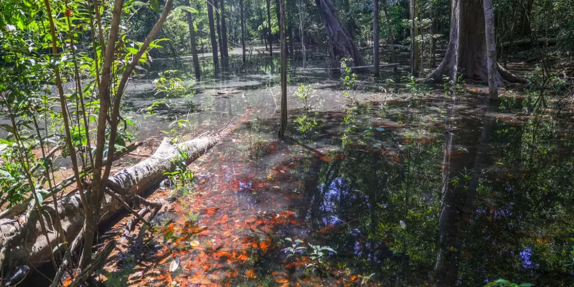 Pesquisadores da UFRR encontram, pela primeira vez, indícios de dinossauros na Amazônia. Pegadas de mais de 103 milhões de anos foram identificadas na Bacia do Tacutu, em Roraima, revelando a presença de diferentes grupos de dinossauros na região.