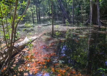 Pesquisadores da UFRR encontram, pela primeira vez, indícios de dinossauros na Amazônia. Pegadas de mais de 103 milhões de anos foram identificadas na Bacia do Tacutu, em Roraima, revelando a presença de diferentes grupos de dinossauros na região.