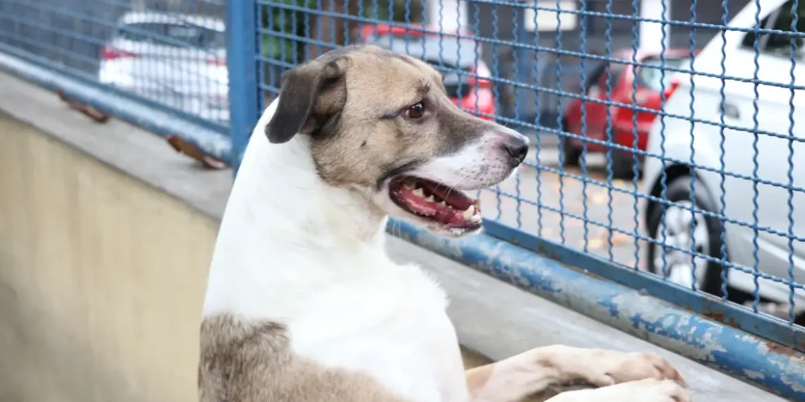 Veterinários alertam que fogos de artifício no Réveillon podem causar estresse, acidentes e até morte de cães e gatos. Veja cuidados essenciais.